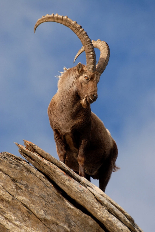 Steinbock (Capra ibex)