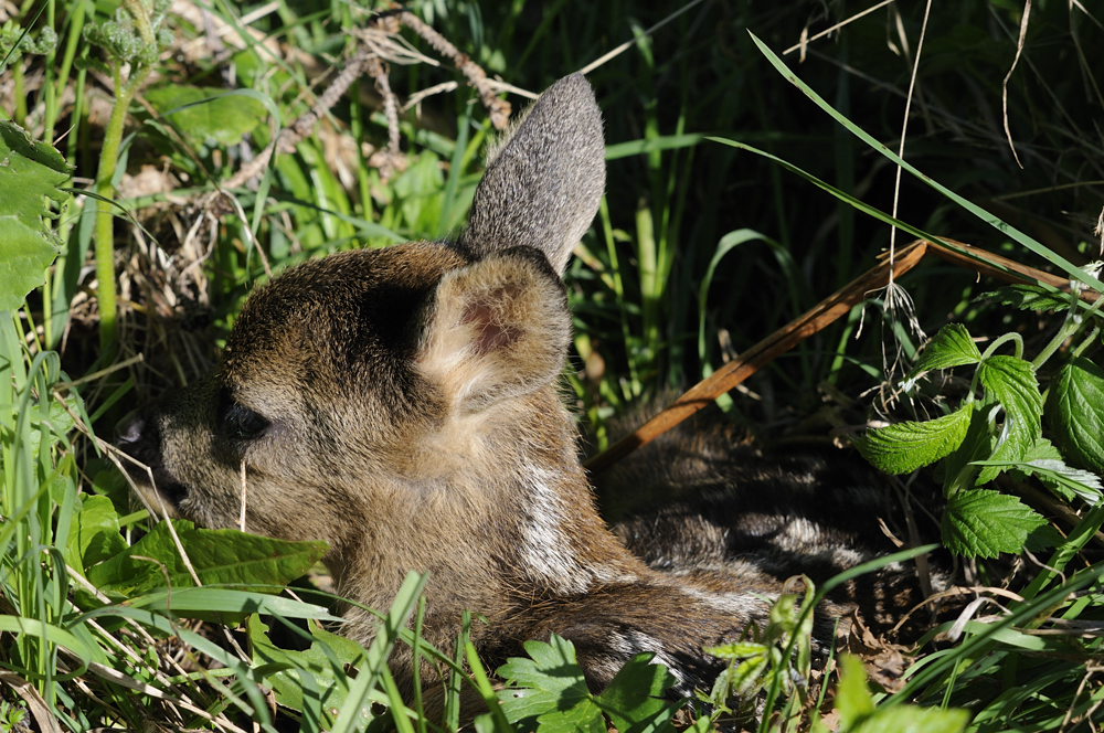 Rehkitz  (Capreolus capreolus)