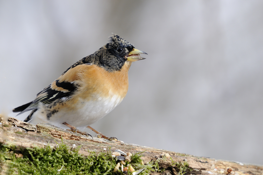 Bergfinken (Fringilla montifringilla)