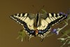 Schwalbenschwanz (Papilio machaon L.)