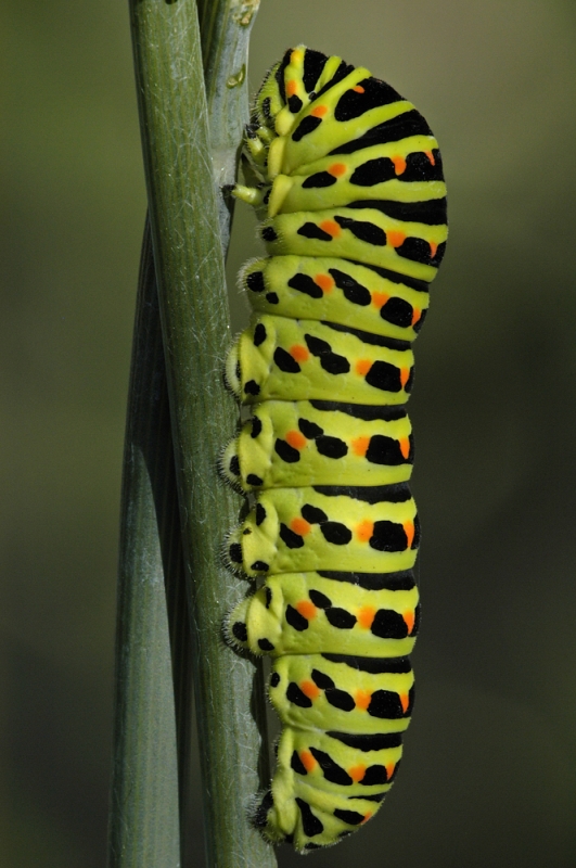 Raupe vom Schwalbenschwanz