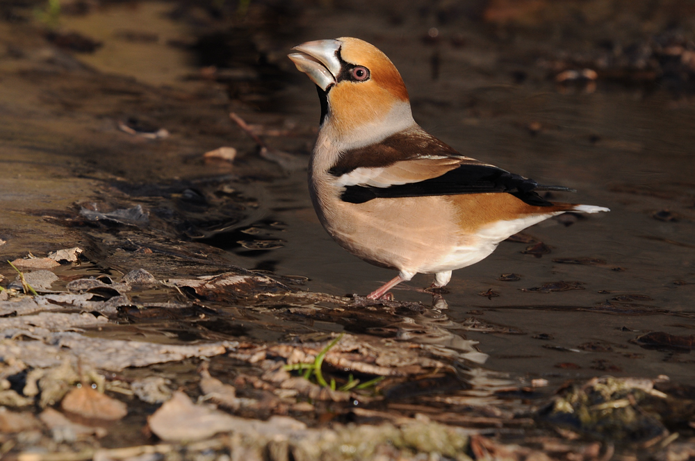 Kernbeißer (Coccothraustes coccothraustes)