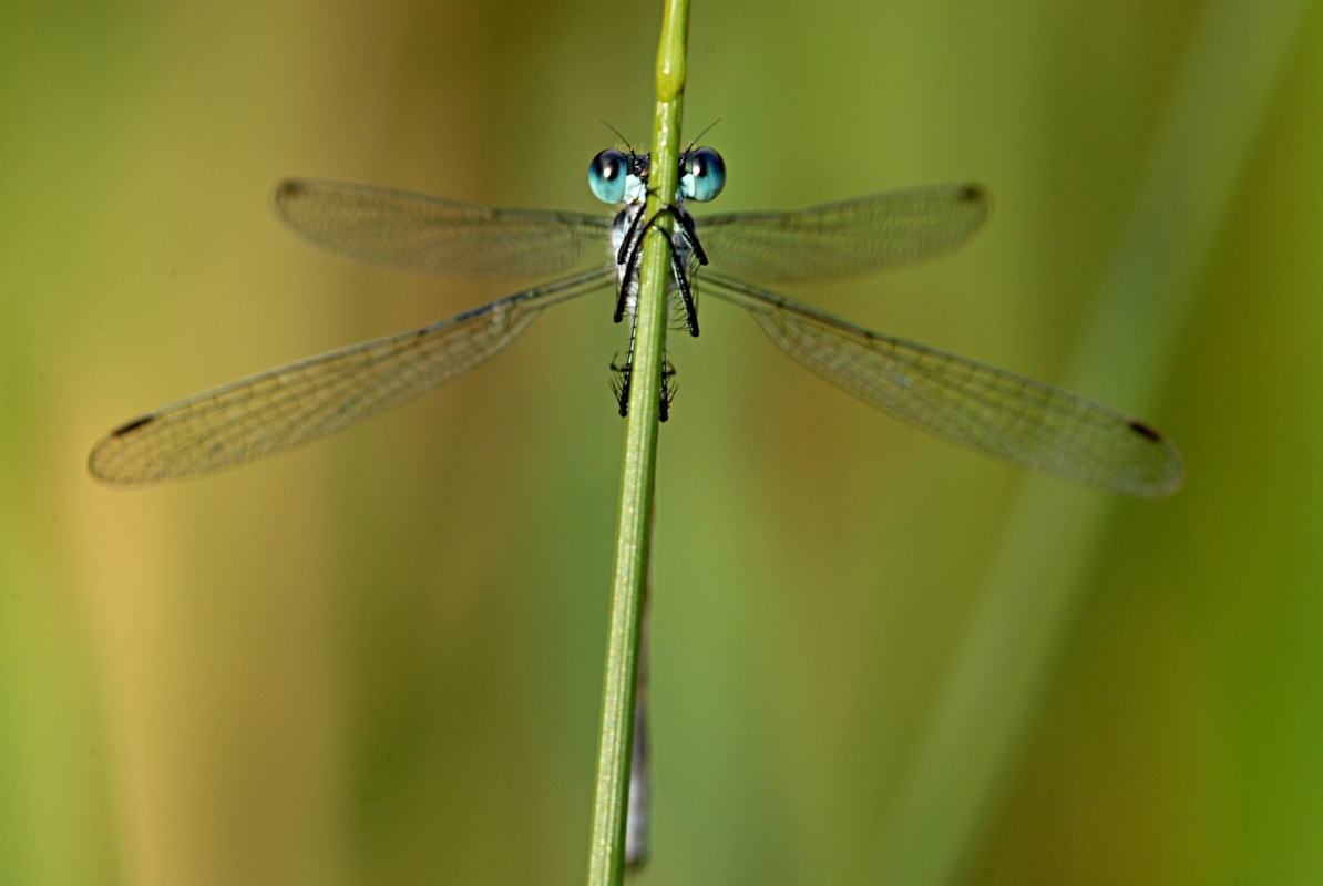 Gemeine Binsenjungfer (Lestes sponsa)