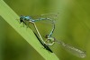 Hufeisen-Azurjungfer (Coenagrion puella)