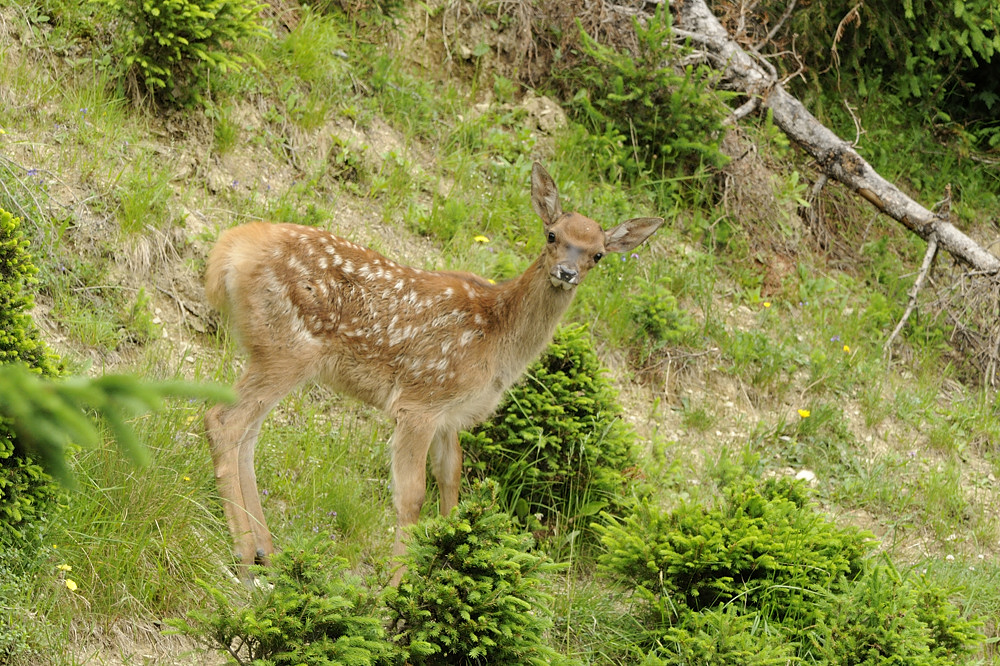 Hirschkalb (Cervus elaphus)