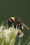 Dunkle Erdhummel (Bombus terrestris)