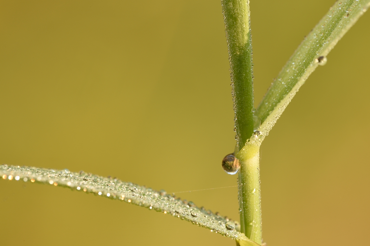 Tau auf Schilfhalm