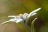 Edelweiss (Leontopodium nivale)