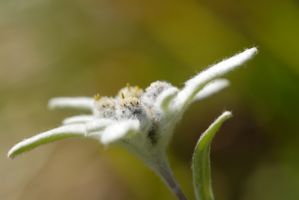 Edelweiss (Leontopodium nivale)