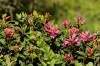 Alpenrose (Rhododendron ferrugineum)