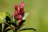 Alpenrose (Rhododendron ferrugineum)