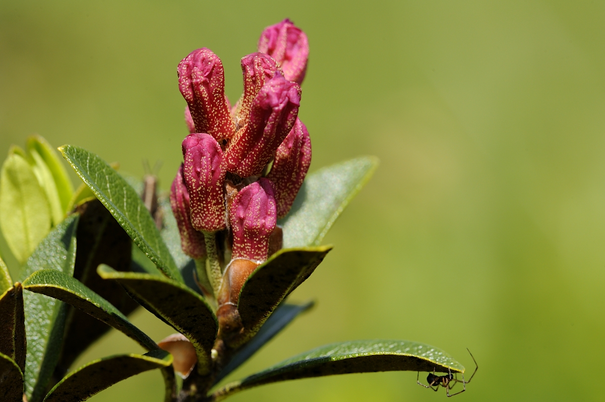 Alpenrose (Rhododendron ferrugineum)
