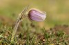 Kuhschelle (Pulsatilla vulgaris)
