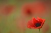 Mohn