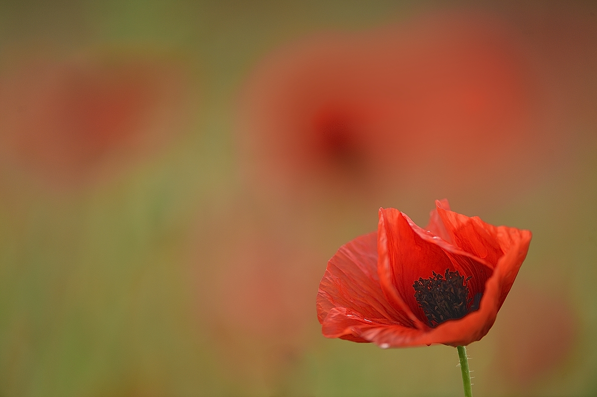 Mohn