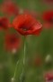 Mohn