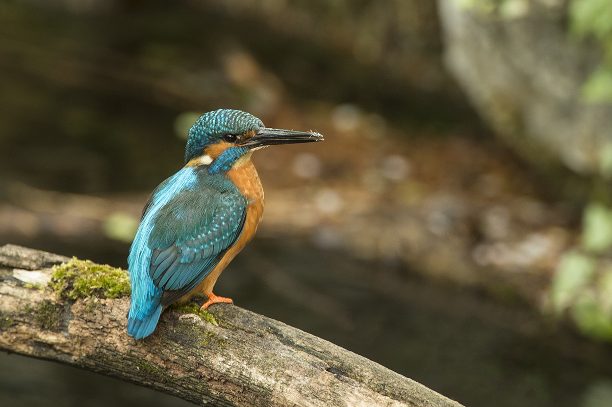 Eisvogel (Alcedo atthis)