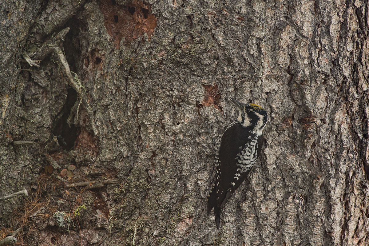 Dreizehenspecht (Picoides tridactylus)