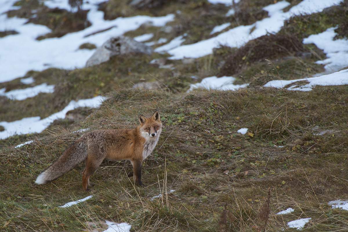 Fuchs  (Vulpes vulpes)