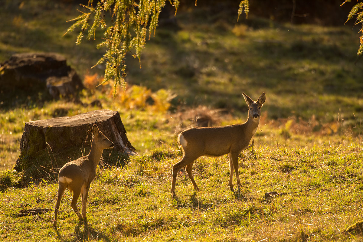 Rehgeiss mit Kitz (Capreolus capreolus)