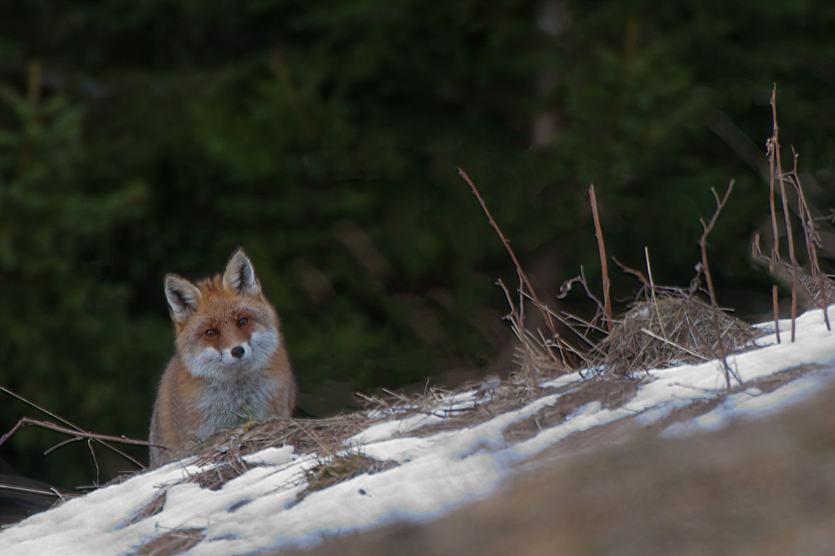 Rotfuchs (Vulpes vulpes)