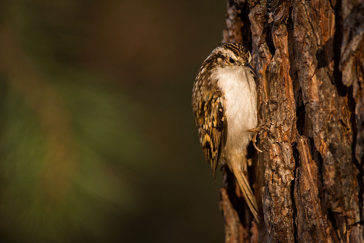 Gartenbaumläufer (Certhia brachydactyla)