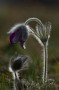 Kuhschelle (Pulsatilla vulgaris)