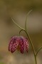 Schachblume (Fritillaria meleagris)