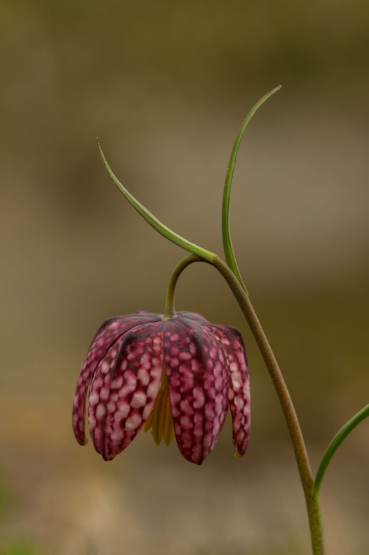 Schachblume (Fritillaria meleagris)