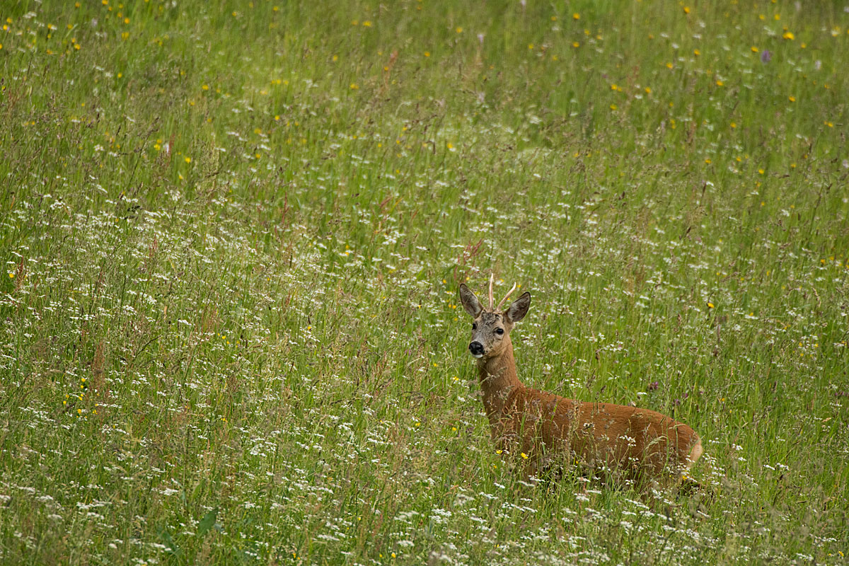 Rehbock (Capreolus capreolus)
