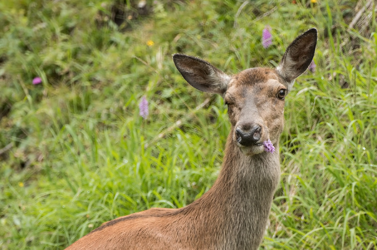 Rothirsch (Cervus elaphus)