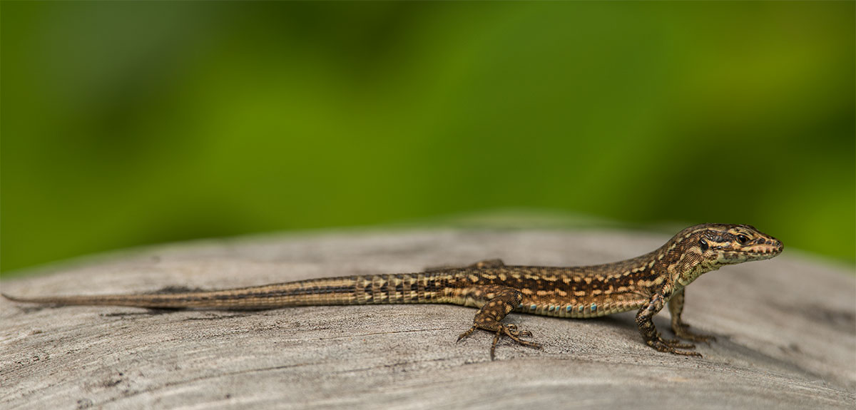 Mauereidechse (Podarcis muralis)