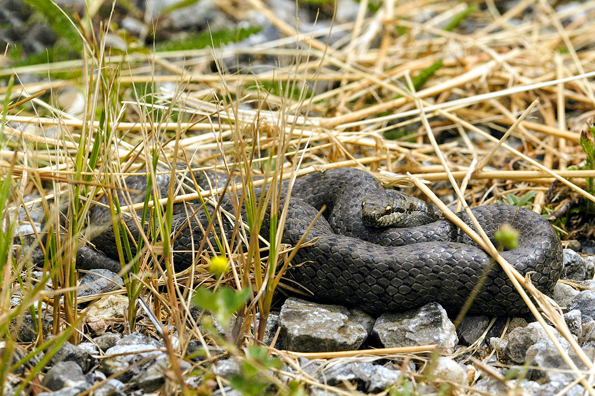 Schlingnatter (Coronella-austriaca)