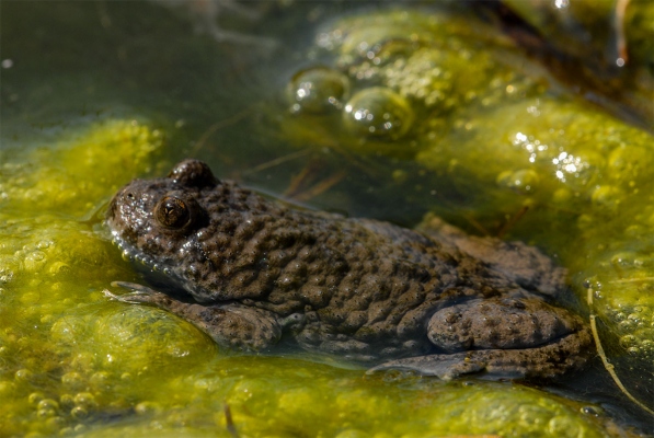 Amphibien und Reptilien