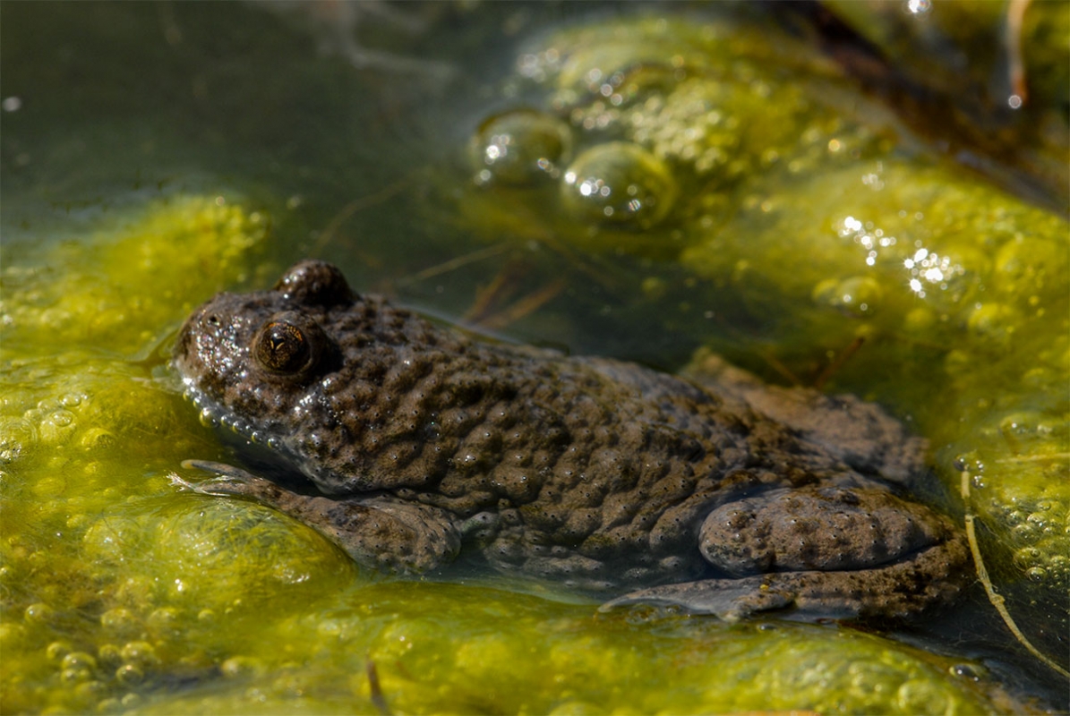 Gelbbauchunke (Bombina-variegata)