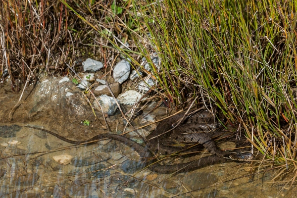 Amphibien und Reptilien