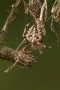 Gartenkreuzspinne (Araneus diadematus)
