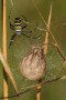 Wespenspinne (Argiope bruennichi)