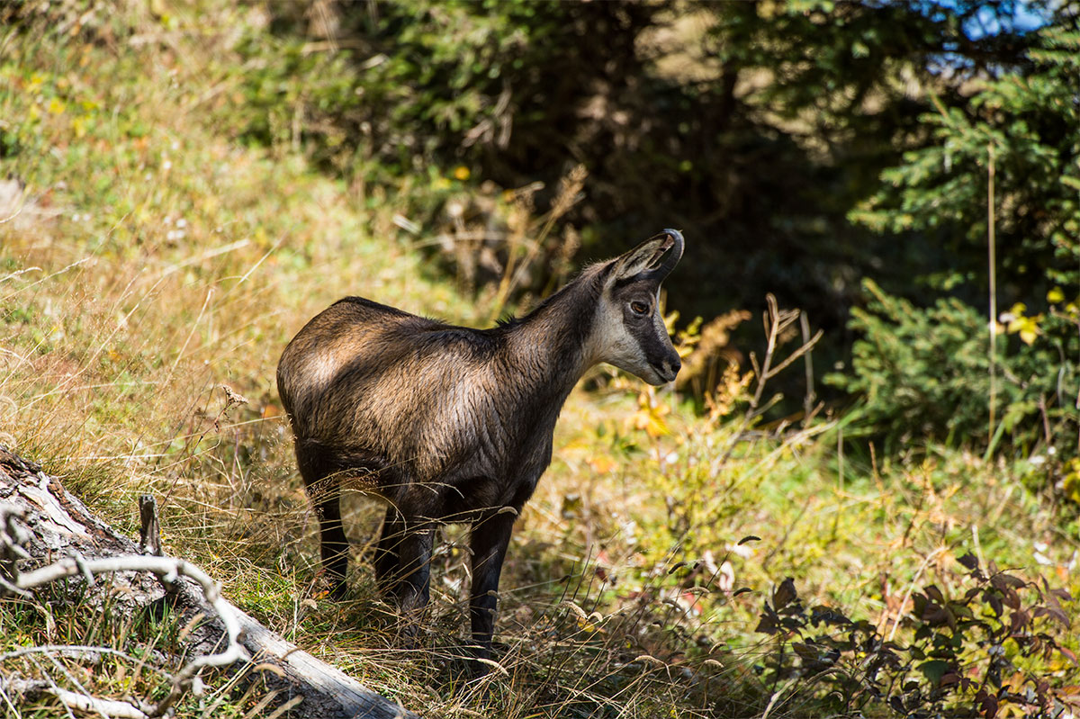 Gämse (Rupicapra rupicapra)