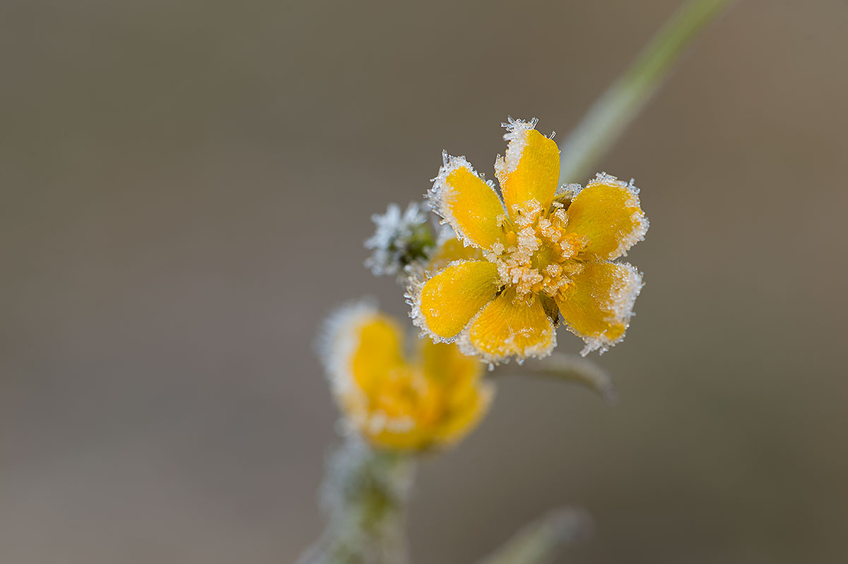 Hahnenfuss (Ranunculus)