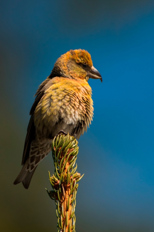 Fichtenkreuzschnabel (Loxia curvirostra)