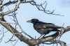 Rabenkrähe (Corvus corone)