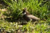 Ringdrossel (Turdus torquatus)