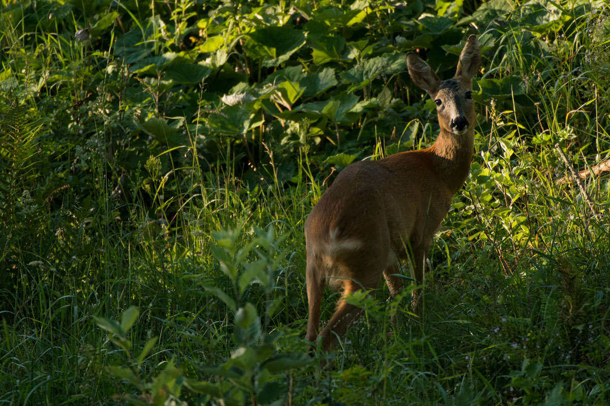 Rehgeiss (Capreolus capreolus)