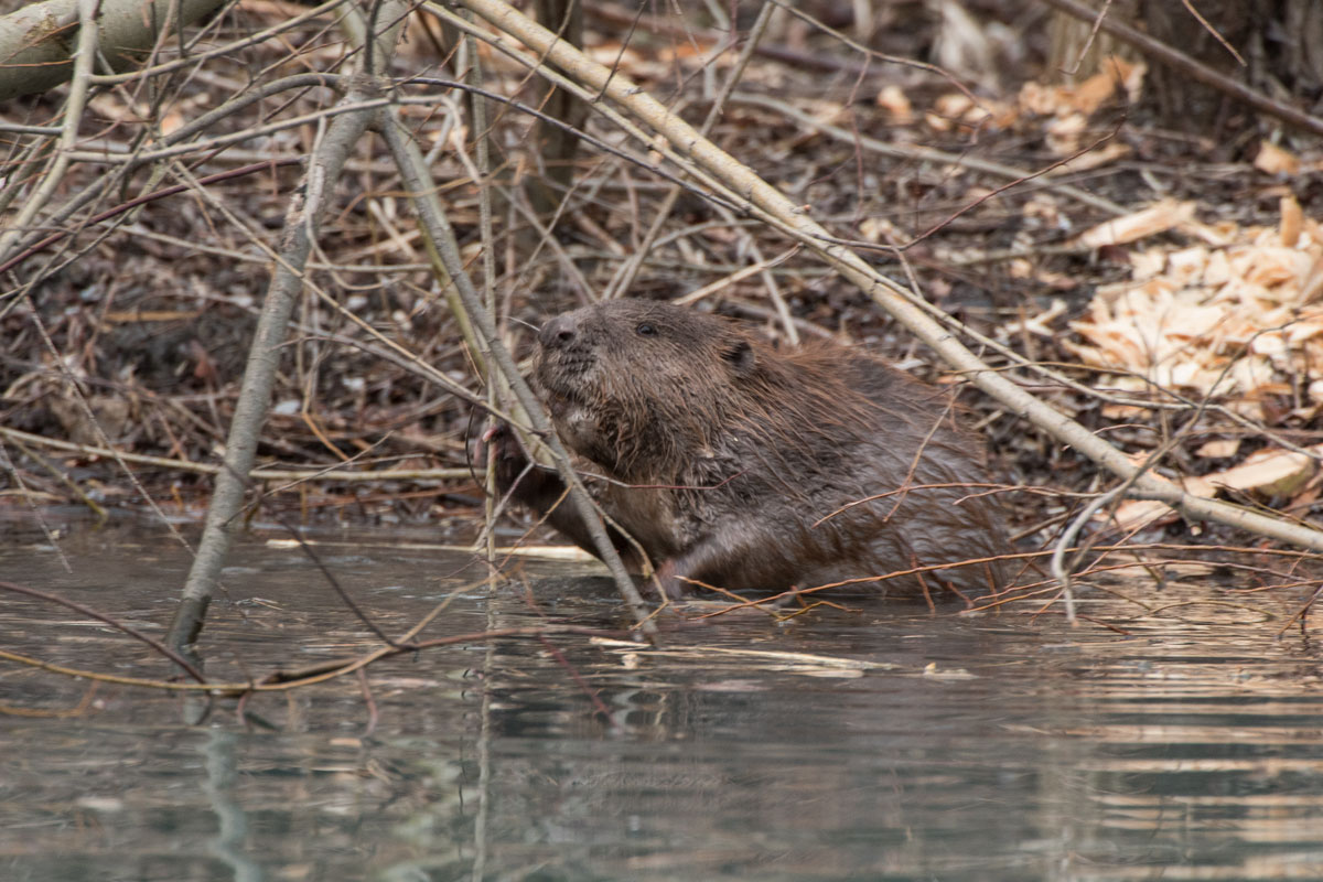 Biber (Castor sp.)