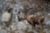 Steinbock (Capra ibex)