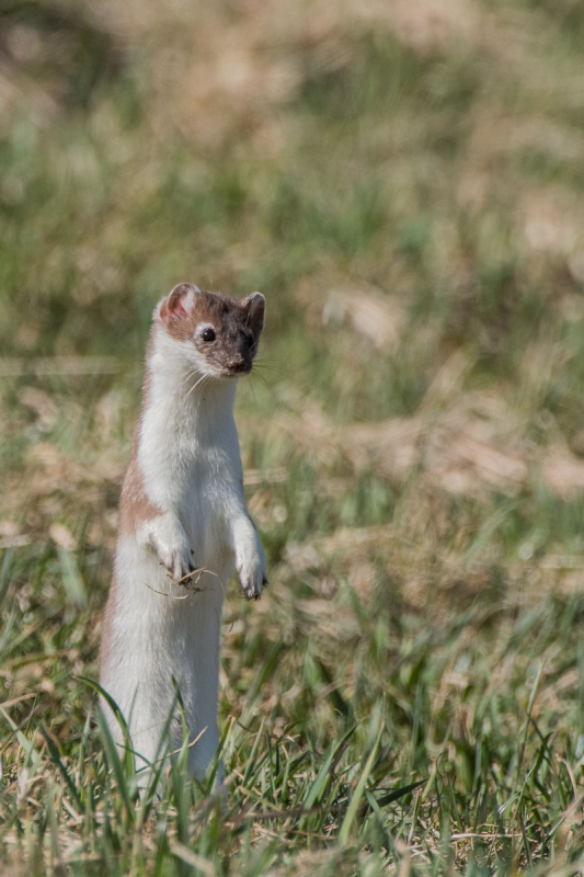 Hermelin (Mustela erminea)