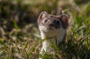 Hermelin (Mustela erminea)