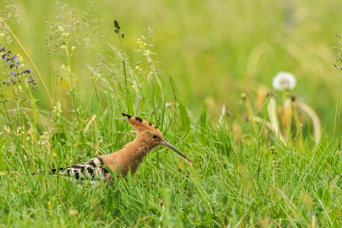 Wiedehopf (Upupa epops)