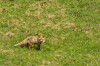 Rotfuchs ( Vulpes vulpes )